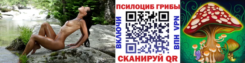 Купить  Прохладный  Галлюциногенные грибы Cubensis 